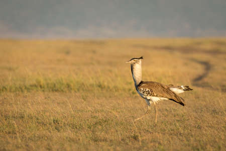 Kori bustard walking in grass plains of Masai Mara in Kenyaの写真素材