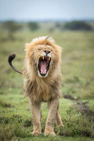Vertical portrait of a beautiful male lion with fluffy mane yawning in Ndutu Tanzaniaの写真素材