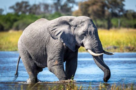 Big elephant walking through shallow river in afternoon light in Okavango Delta in Botswanaの写真素材