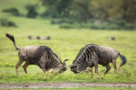 Two adult wildebeest fighting in green plains of Ngorongoro Crater in Tanzaniaの写真素材