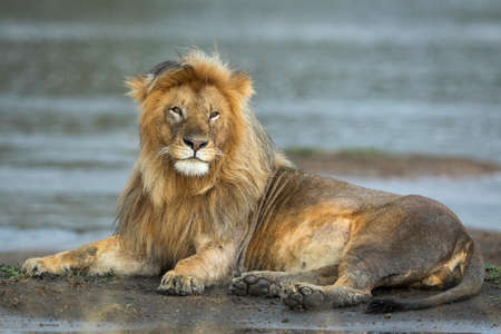Male lion lying on a muddy river bank looking alert in Ndutu in Tanzaniaの写真素材