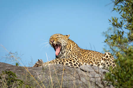 Horizontal portrait of a leopard yawning in Kruger Park in South Africaの写真素材