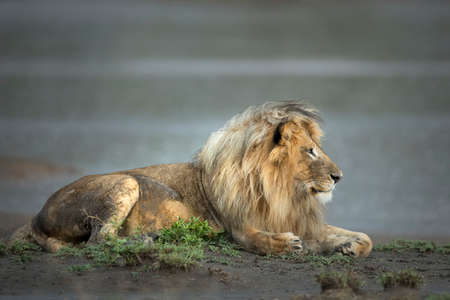 Male lion with a beautiful mane lying at the edge of water looking alert in Ndutu in Tanzaniaの写真素材