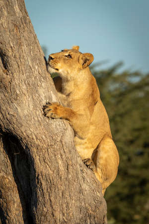 Vertical portrait of a female lioness climbing tree in morning sunlight in Savuti Botswanaの写真素材