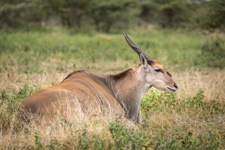 Eland antelope lying in grass with its head up in Ndutu in Tanzaniaの写真素材