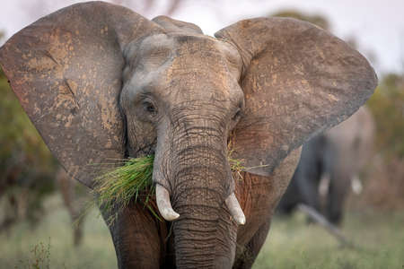 Female elephant grazing with ears open in Kruger Park in South Africaの写真素材