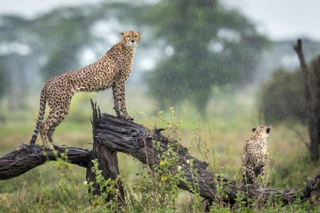 Two cheetahs standing alert on a wet log in the rain in Ndutu in Tanzaniaの写真素材