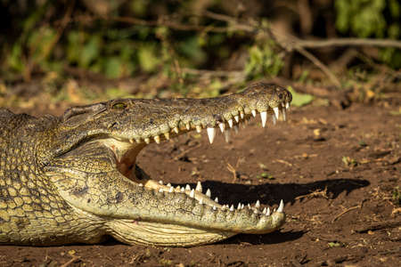 Nile crocodile with its mouth open showing big teeth lying on brown soil at the edge of water in Chobe River in Botswanaの写真素材