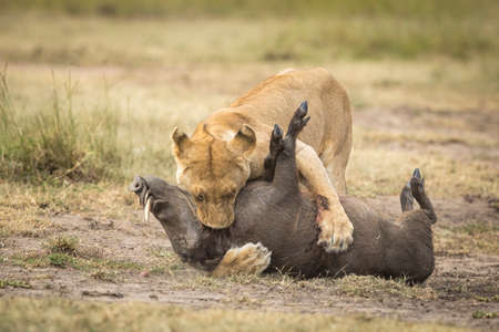 Lioness killing an adult warthog in Masai Mara in Kenyaの写真素材