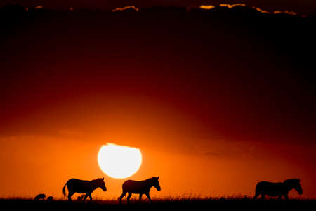 Three zebra walking in the plains of Masai Mara at sunset in Kenyaの写真素材