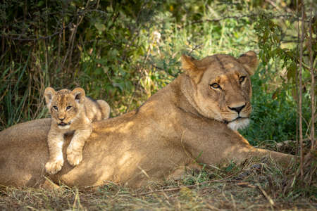 Lioness and her lion cub lying together in green bush in Savuti in Botswanaの写真素材