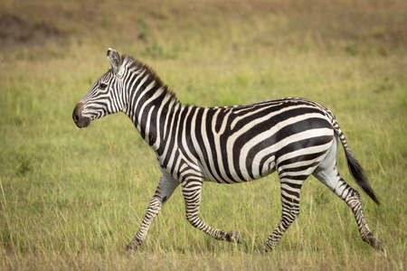Adult zebra running in the green plains of Masai Mara in Kenyaの写真素材