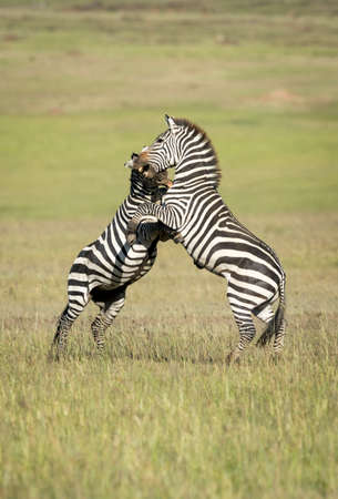 Two zebras standing on back legs biting each other in the morning sunlight in Masai Mara in Kenyaの写真素材