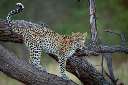 Leopard standing on dead tree branch looking alert with green bush in the background in Khwai River Okavango Delta in Botswanaの写真素材