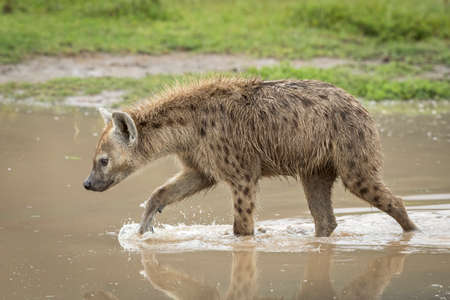 Adult hyena walking through brown water looking alert in Ngorongoro Crater in Tanzaniaの写真素材