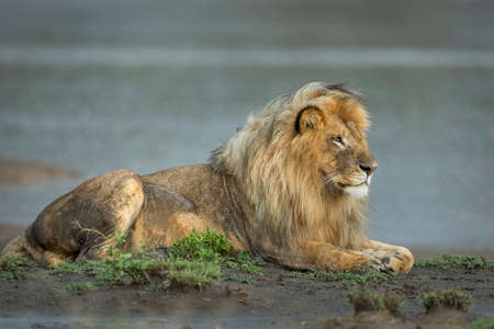 Majestic male lion with a beautiful mane in mud aat the edge of river in Ndutu in Tanzaniaの写真素材