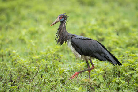 Abdim's stork walking in the rain in green plains of Ngorongoro Crater in Tanzaniaの写真素材