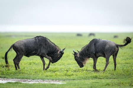 Two white bearded wildebeest fighting in green grass in Ngorongoro Crater in Tanzaniaの写真素材