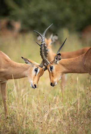 Vertical close up on heads of two impalas fighting in Savuti in Botswanaの写真素材