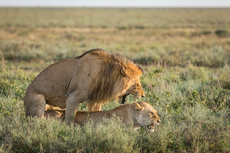 Male and female lion mating in Ndutu plains in Tanzaniaの写真素材