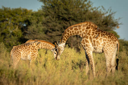 Female giraffe and her baby standing in green bush in the morning sunlight in Moremi Okavango Delta in Botswanaの写真素材