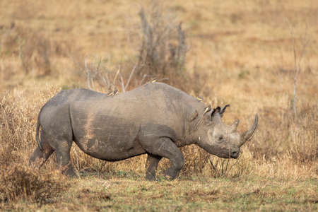 Black rhino with large horn and ox peckers on its back in dry bush in Masai Mara in Kenyaの写真素材