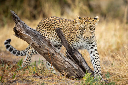 Adult leopard walking near dead tree stump in dry bush in Khwai River Okavango Delta in Botswanaの写真素材
