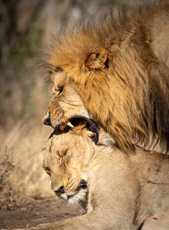 Vertical portrait of male and female mating lions in Kruger Park in South Africaの写真素材