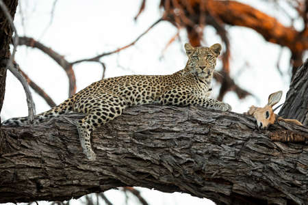Leopard lying on a large tree branch with its prey in Botswanaの写真素材