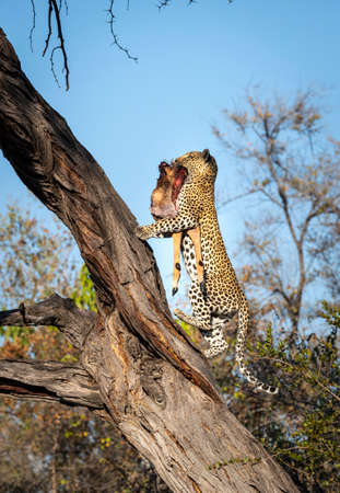 Vertical portrait of an adult leopard climbing a tree holding its prey in his mouth in Savuti Okavango Delta in Botswanaの写真素材