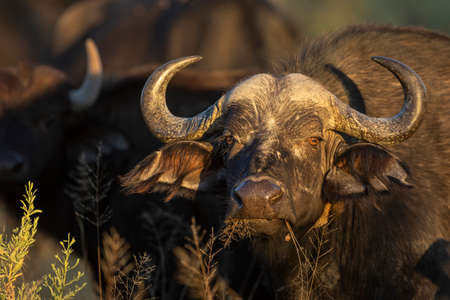 Horizontal portrait of a female buffalo in golden morning sunlight in Moremi Reserve in Okavango Delta in Botswanaの写真素材