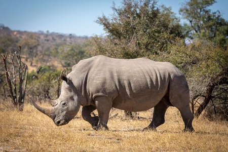 Horizontal portrait of a large adult white rhino with a big horn walking in dry bush in middle of a sunny day in Kruger Park in South Africaの写真素材