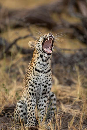 Vertical portrait of a leopard yawning showing teeth and whiskers in Khwai River in Botswanaの写真素材