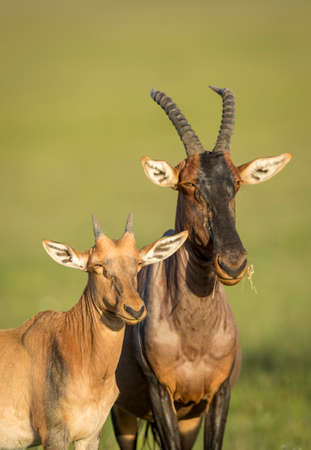 Baby topi antelope and its mother standing in golden yellow afternoon light with green smooth background in Masai Mara in Kenyaの写真素材