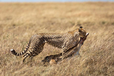 Adult cheetah dragging prey through dry tall grass in Masai Mara in Kenyaの写真素材