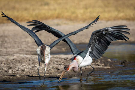 Two marabu storks with their wings opened running through muddy and brown water in mornign sunshine in Moremi National Park in Okavango Delta in Botswanaの写真素材