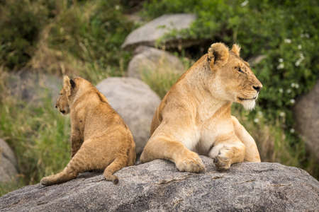 Lioness mother and her small lion cub sitting on a large rock looking alert in Serengeti in Tanzaniaの写真素材