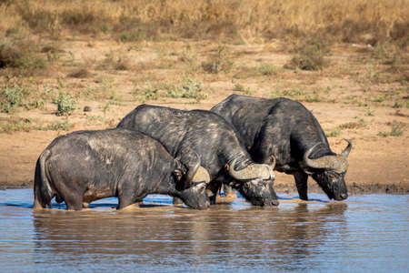 Three african buffalo standing in line in water drinking in morning sunlight in Kruger Park in South Africaの写真素材