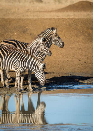 Vertical portrait of three zebra standing in a line looking alert in Kruger Park in South Africaの写真素材