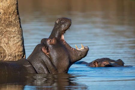 Young hippo standing in water near a tree with his mouth open showing teeth in Kruger Park in South Africaの写真素材