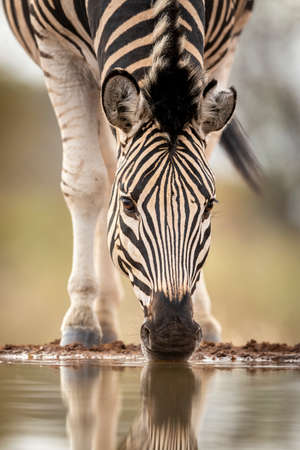 Vertical portrait of an adult zebra standing at the edge of river drinking water in Kruger Park in South Africaの写真素材