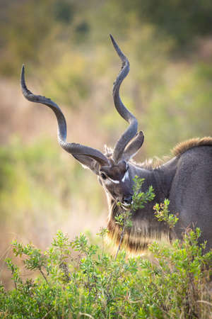 Male kudu antelope with large horns is feeding on green bush in Kruger Park in South Africaの写真素材