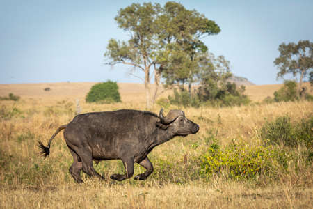 African male buffalo running at full speed in the grassy plains of Masai Mara in Kenyaの写真素材