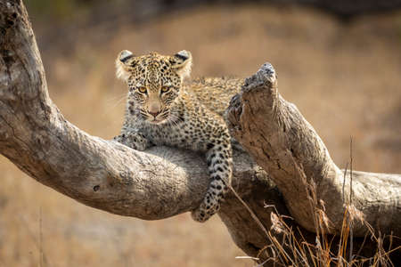 Young leopard cub lying on a dead tree branch looking at camera in Kruger Park in South Africaの写真素材