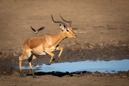 Male impala with muddy legs running near water's edge in Kruger Park in South Africaの写真素材