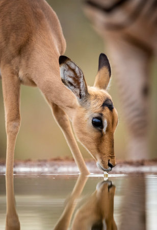 Water reflection of a baby impala with big eyes drinking from a waterhole in Kruger Park in South Africaの写真素材