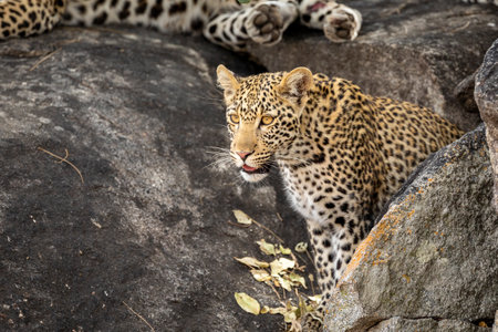 Young leopard with big eyes looking alert sitting on large rocks in Kruger Park in South Africaの写真素材