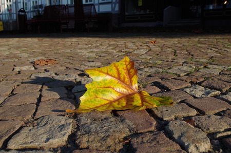 A colorful maple leaf au a roadの写真素材