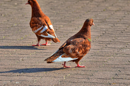 Doves on a Streetの写真素材