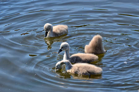 Small swans on the lakeの写真素材